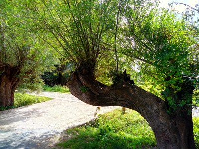 Rowart_03 Rowart_03