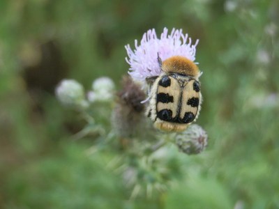 Wauters_05 Wauters_05