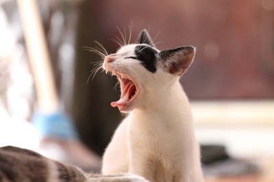 chat chat