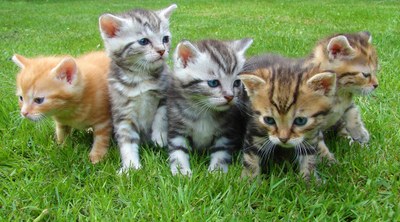 chats chats