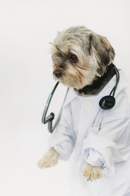 chien vétérinaire chien vétérinaire