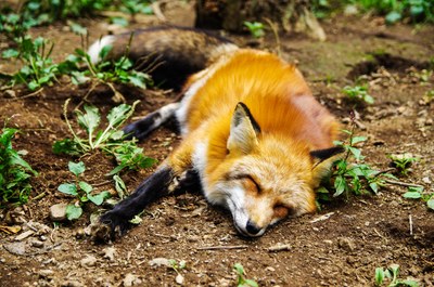 renard blessé renard blessé