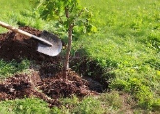 Planter un arbre