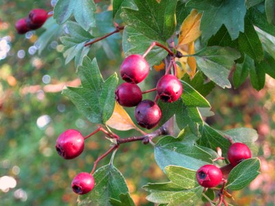 Aubépine