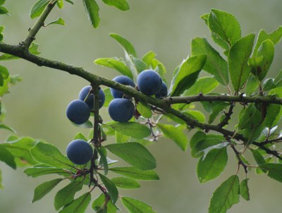 Prunellier