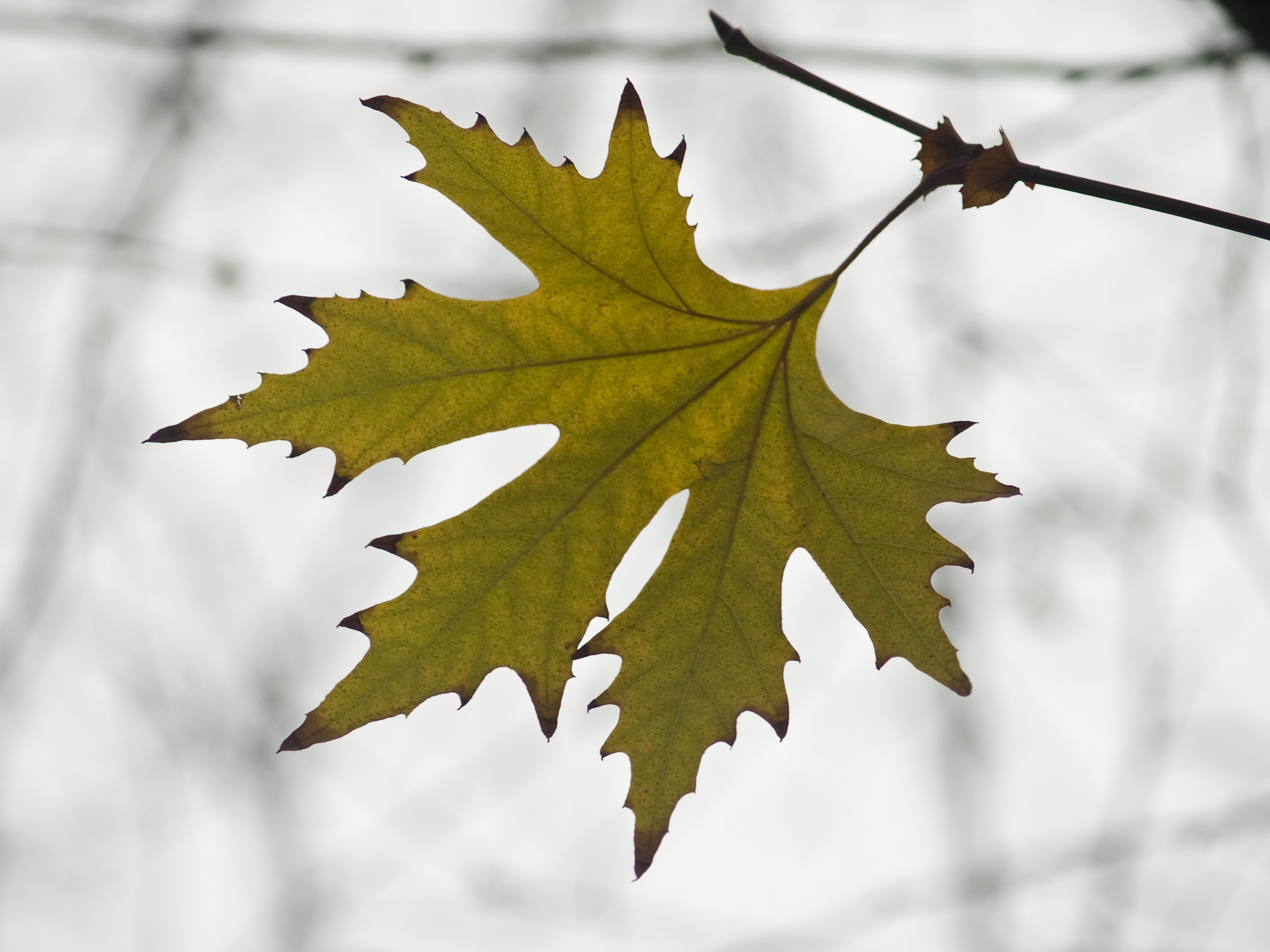 Bois de Dieleghem