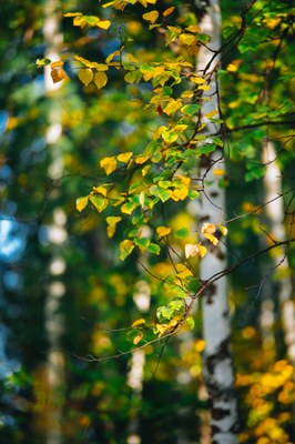 Cadastre des arbres