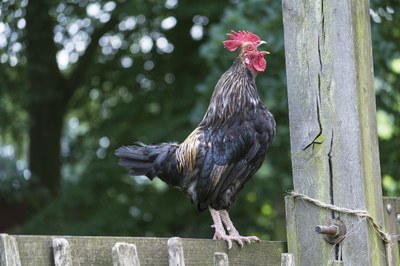 coq