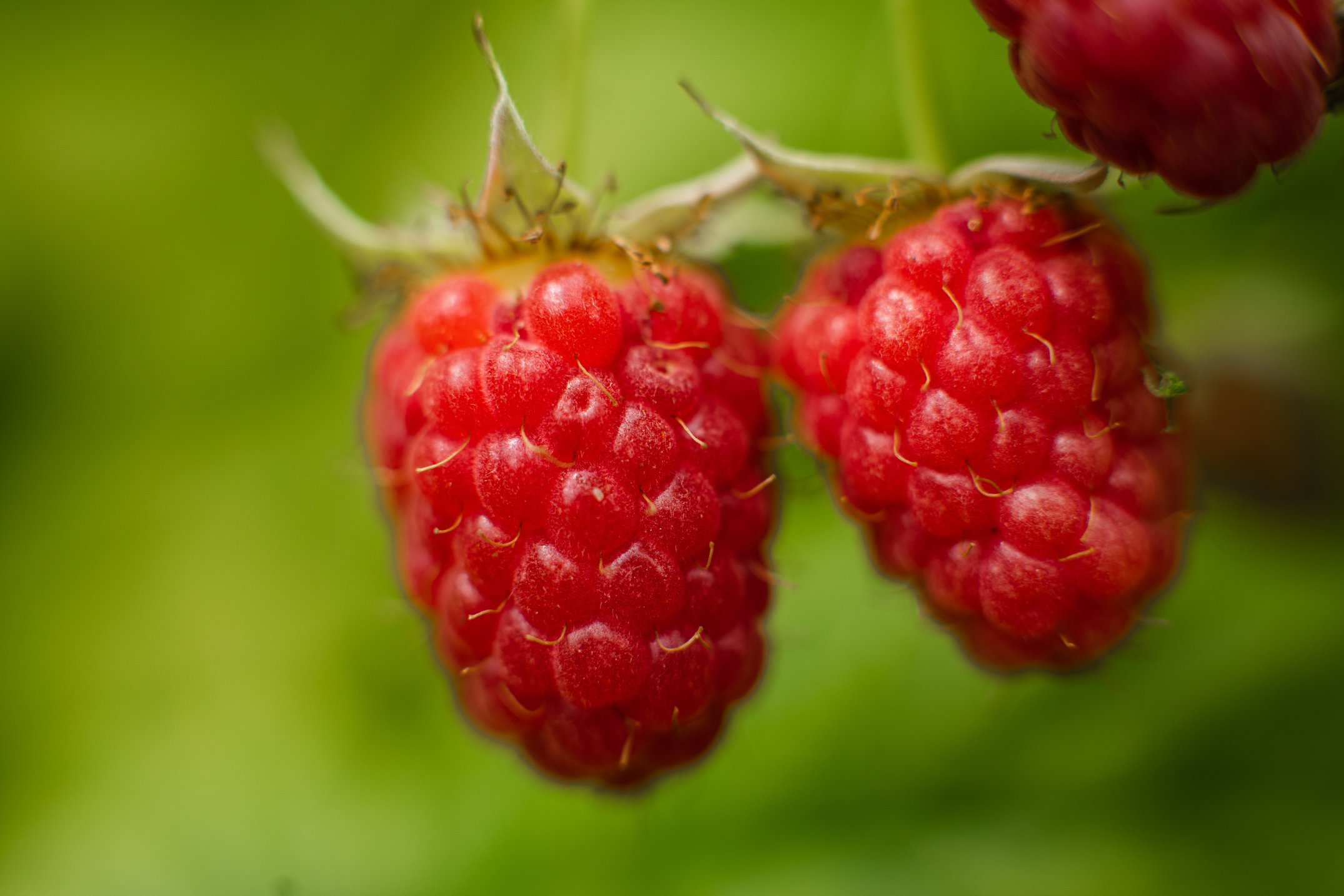 Plant een boom: editie 2025