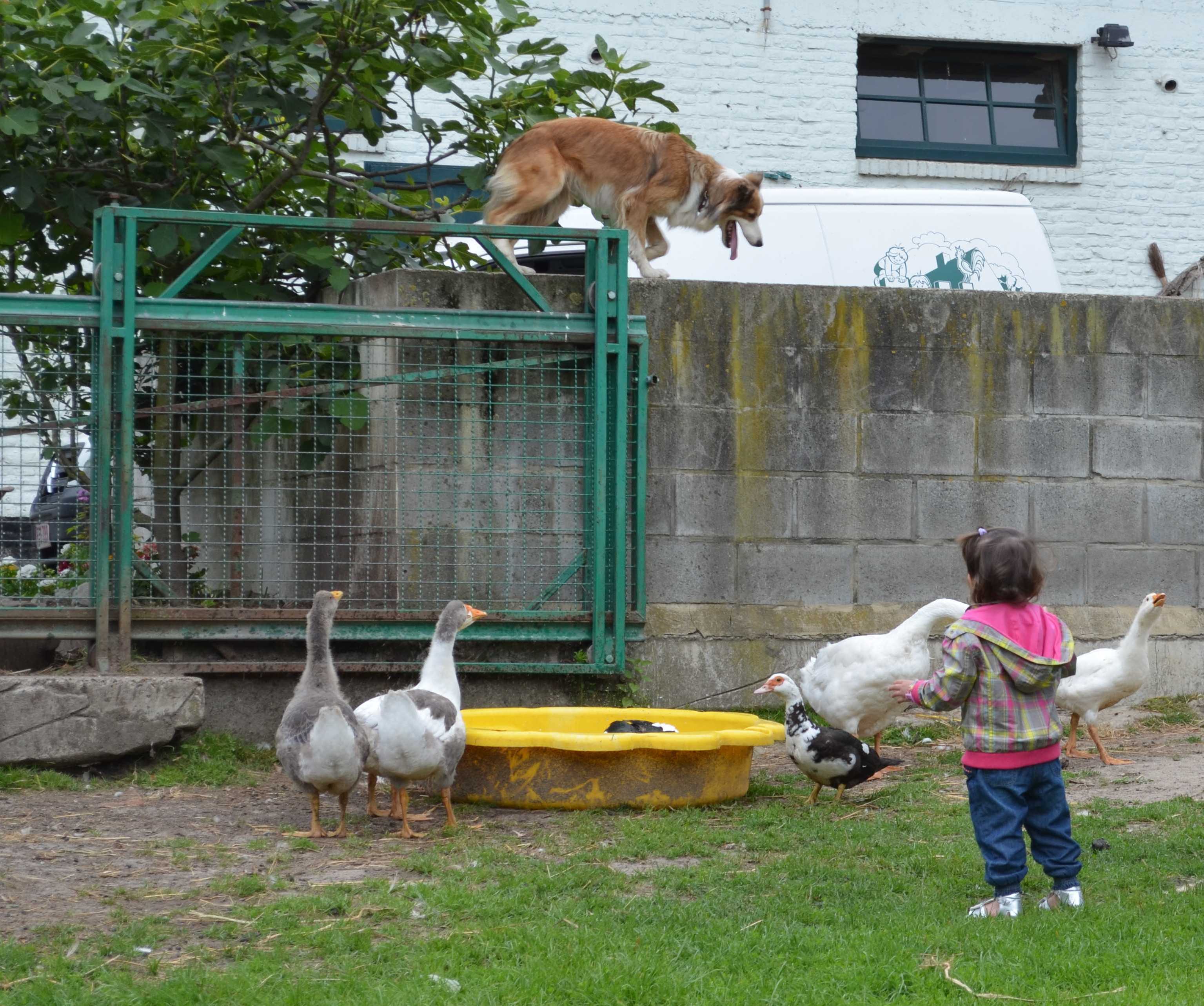 Tweetalige animator - Kinderboerderij