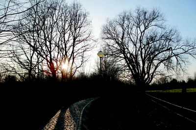 Het Laarbeekbos bij valavond